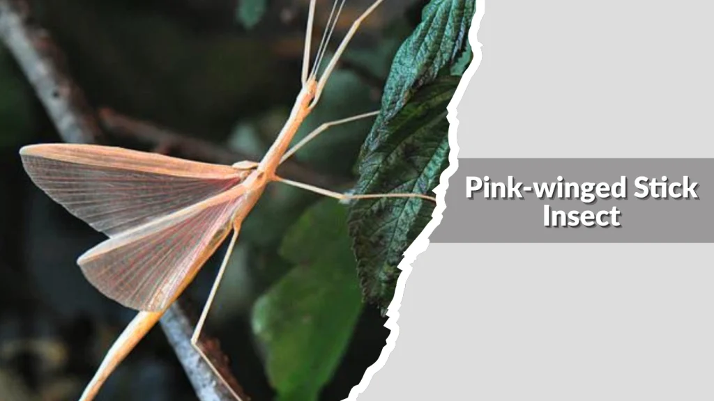 Pink-winged Stick Insect
