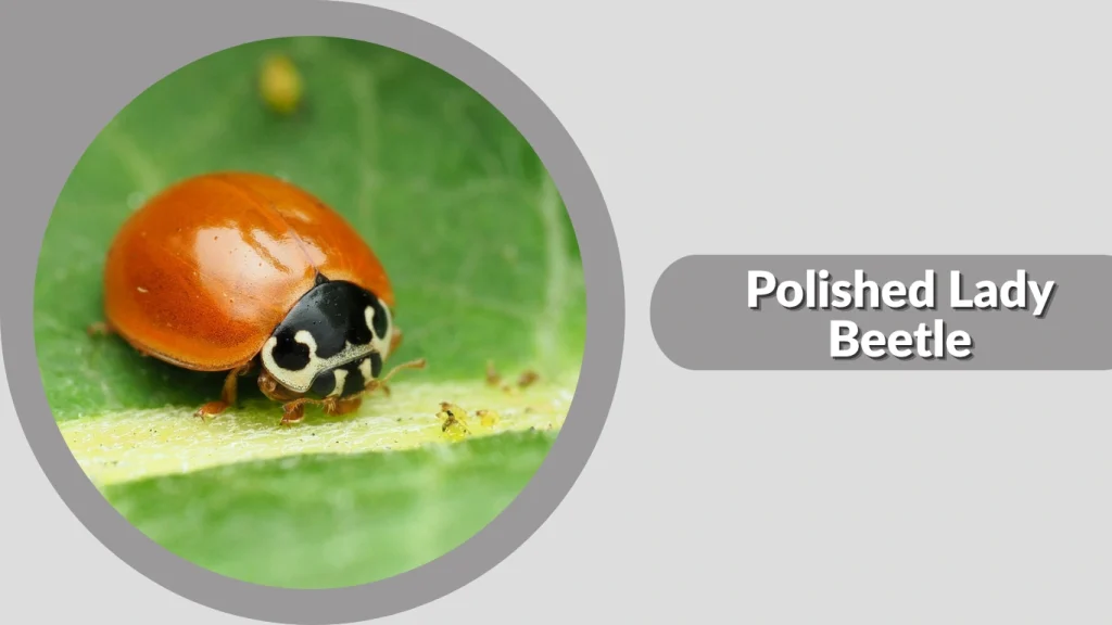 Polished Lady Beetle