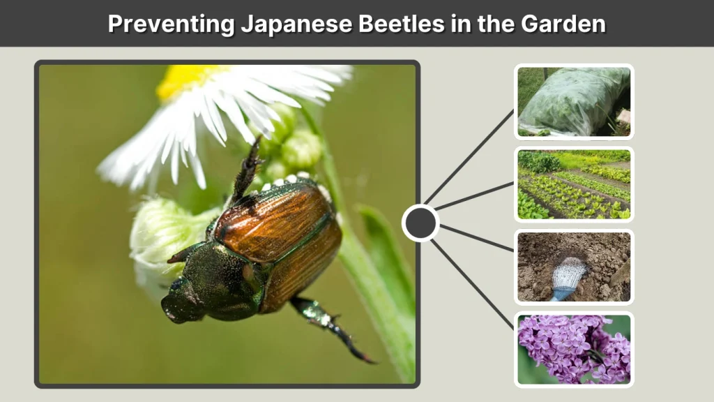Preventing Japanese Beetles in the Garden