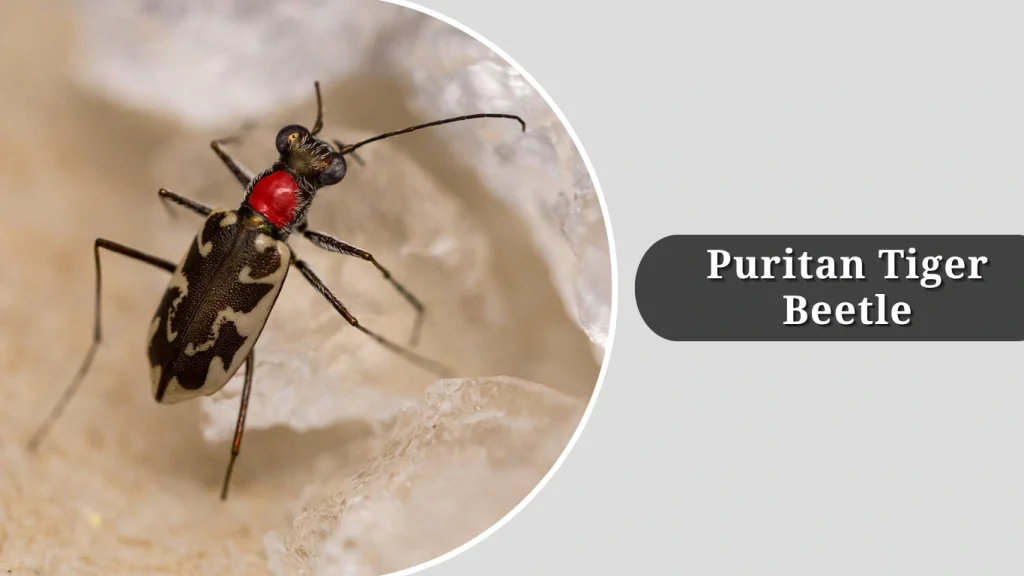 Puritan Tiger Beetle