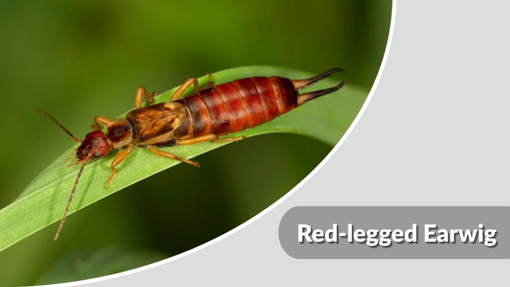 Red-legged Earwig