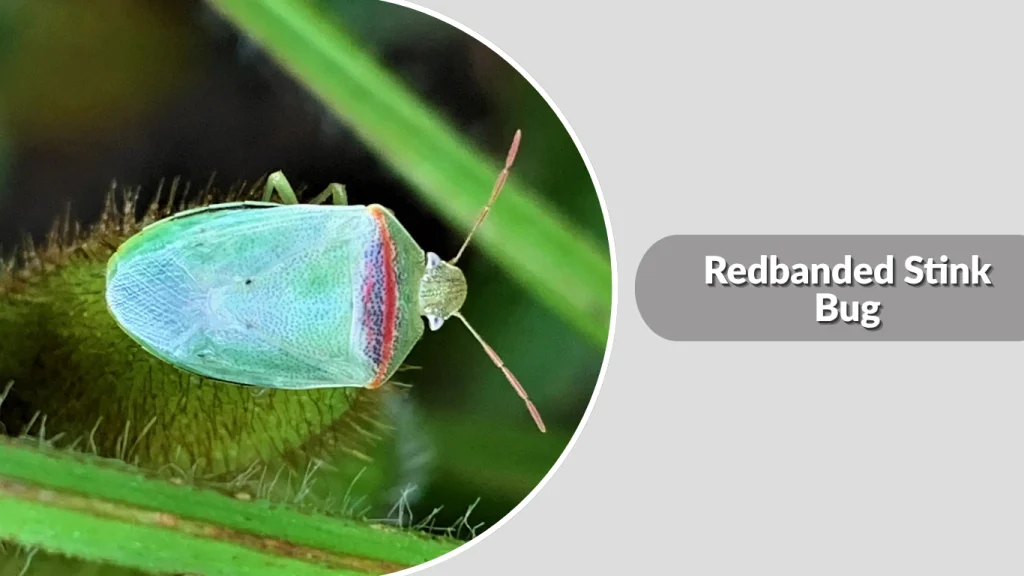 Redbanded Stink Bug