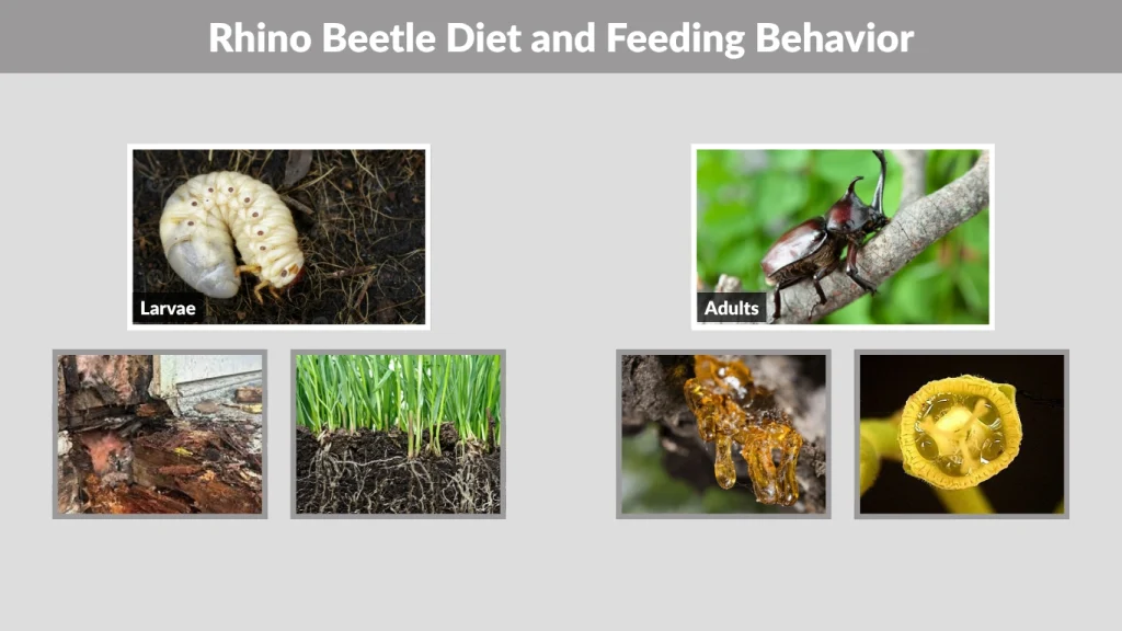 Rhino Beetle Diet and Feeding Behavior