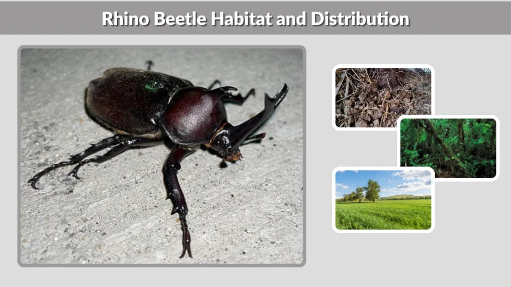 Rhino Beetle Habitat and Distribution