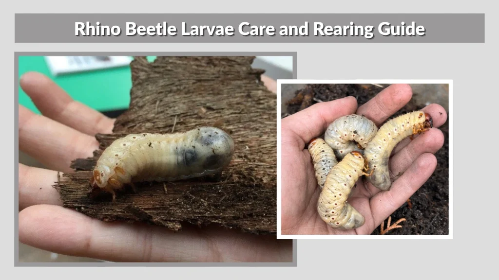 Rhino Beetle Larvae Care and Rearing Guide