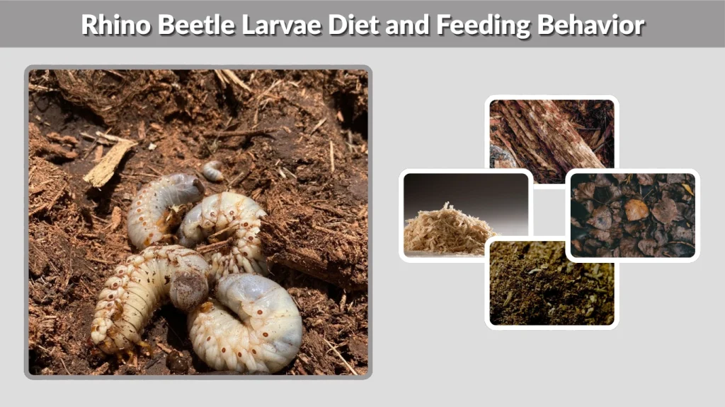 Rhino Beetle Larvae Diet and Feeding Behavior