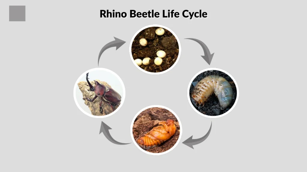 Rhino Beetle Life Cycle
