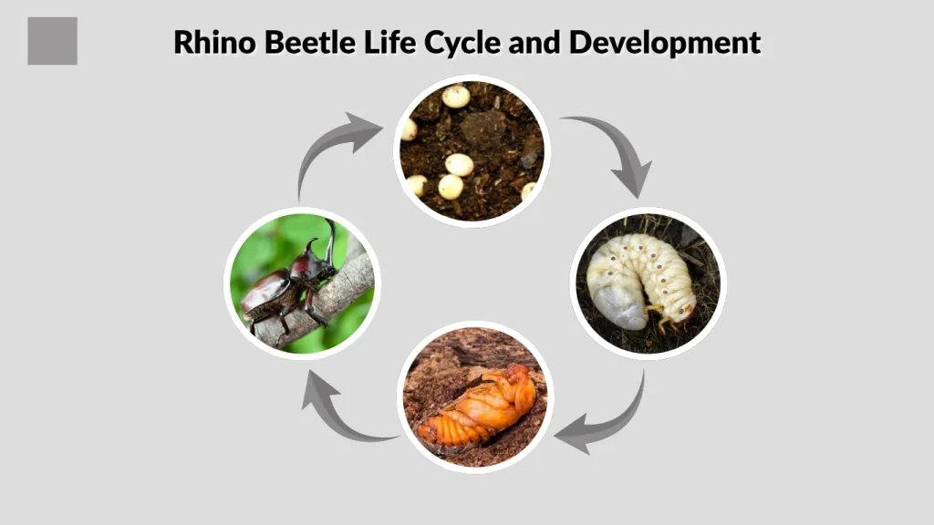 Rhino Beetle Life Cycle and Development
