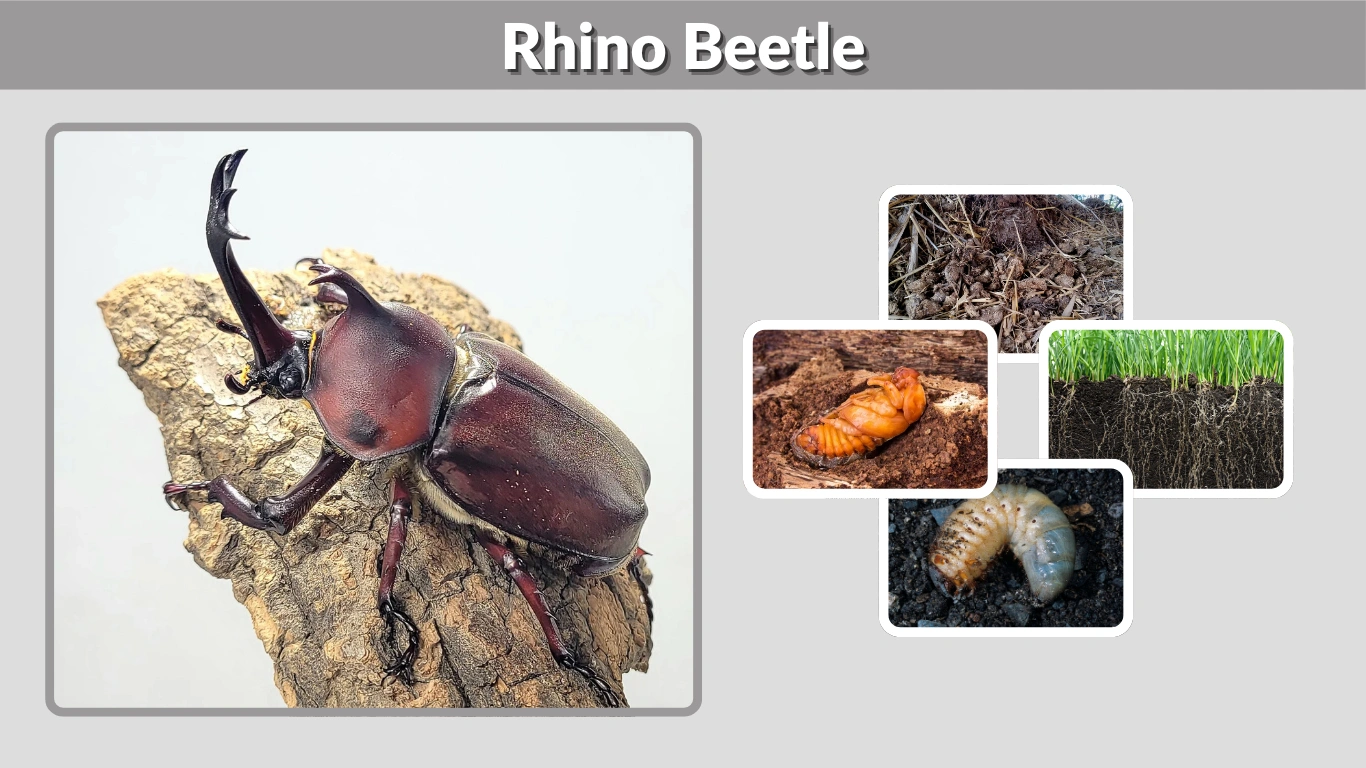 Rhino Beetle Size, Color, Appearance, Identification, and Habitat