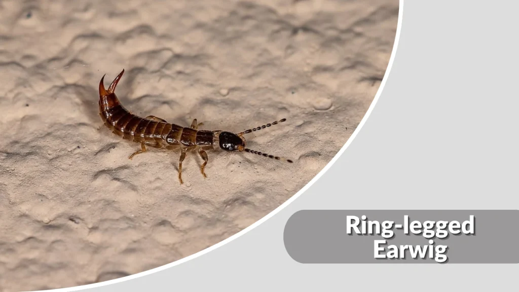 Ring-legged Earwig