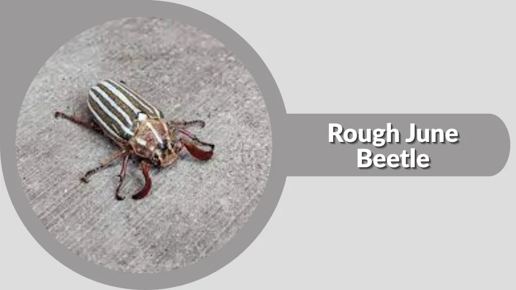 Rough June Beetle