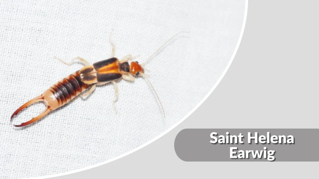 Saint Helena Earwig