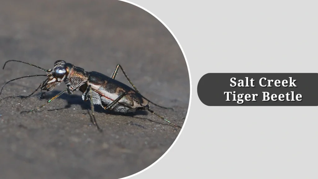 Salt Creek Tiger Beetle
