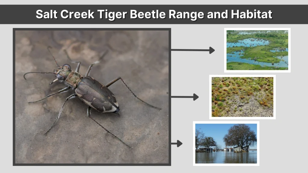 Salt Creek Tiger Beetle Range and Habitat