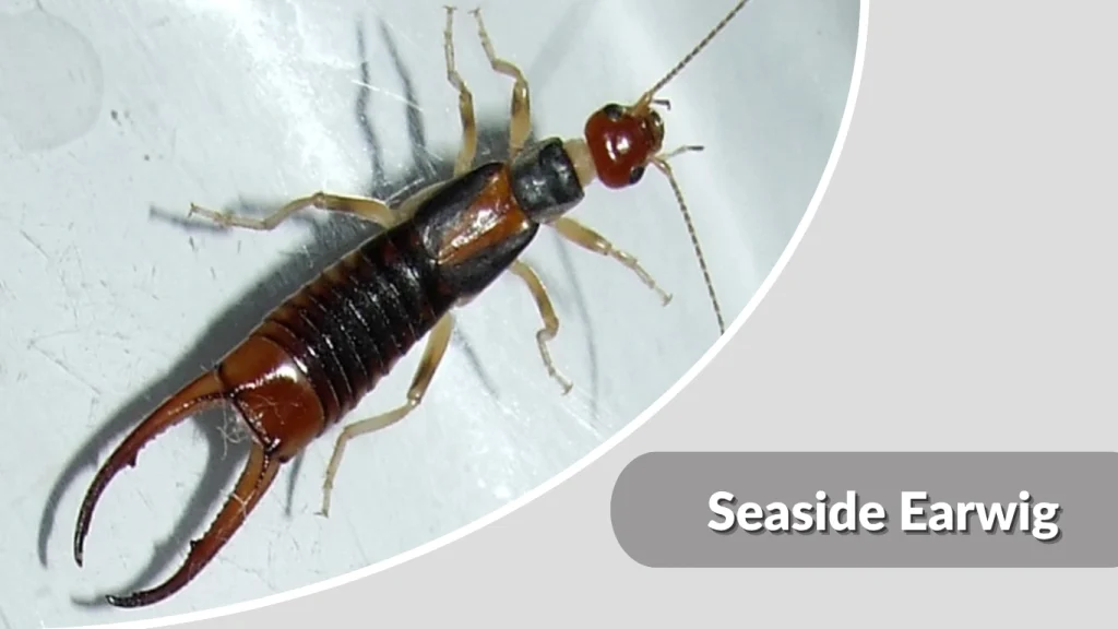 Seaside Earwig