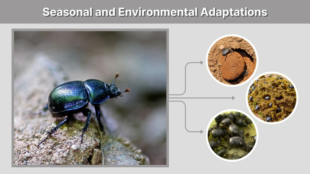 Seasonal and Environmental Adaptations