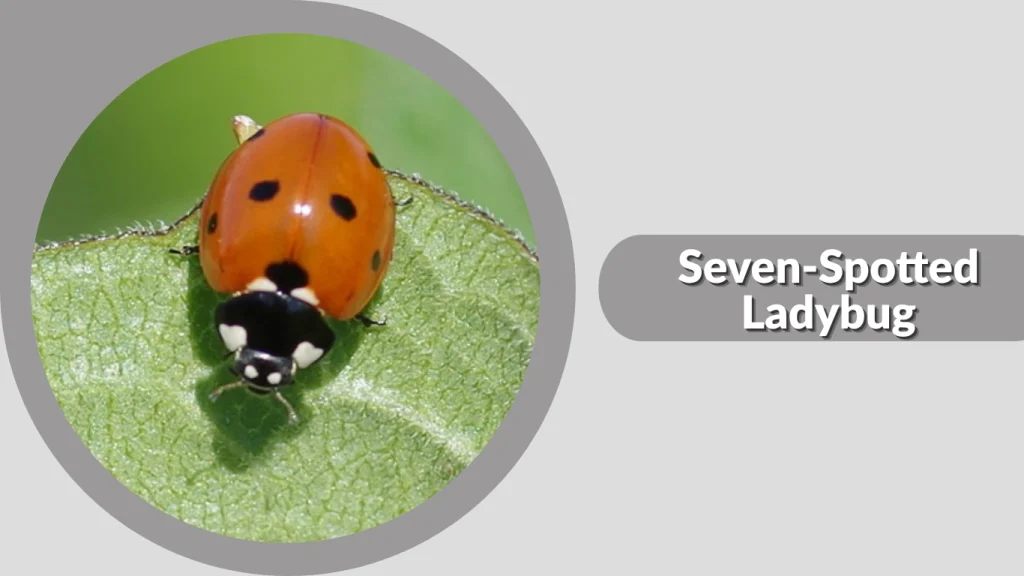 Seven-Spotted Ladybug