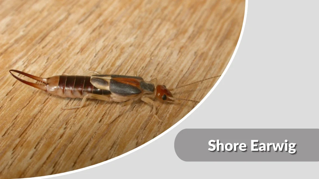 Shore Earwig