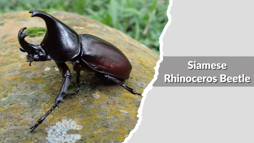 Siamese Rhinoceros Beetle