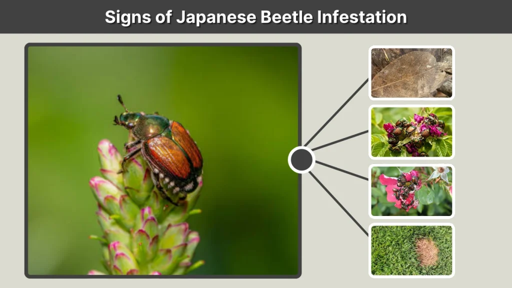 Signs of Japanese Beetle Infestation