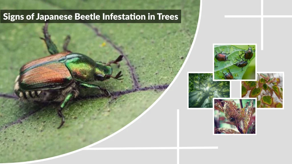Signs of Japanese Beetle Infestation in Trees