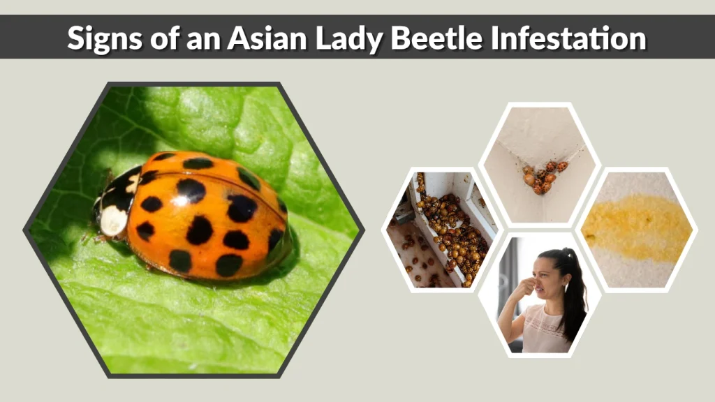 Signs of an Asian Lady Beetle Infestation