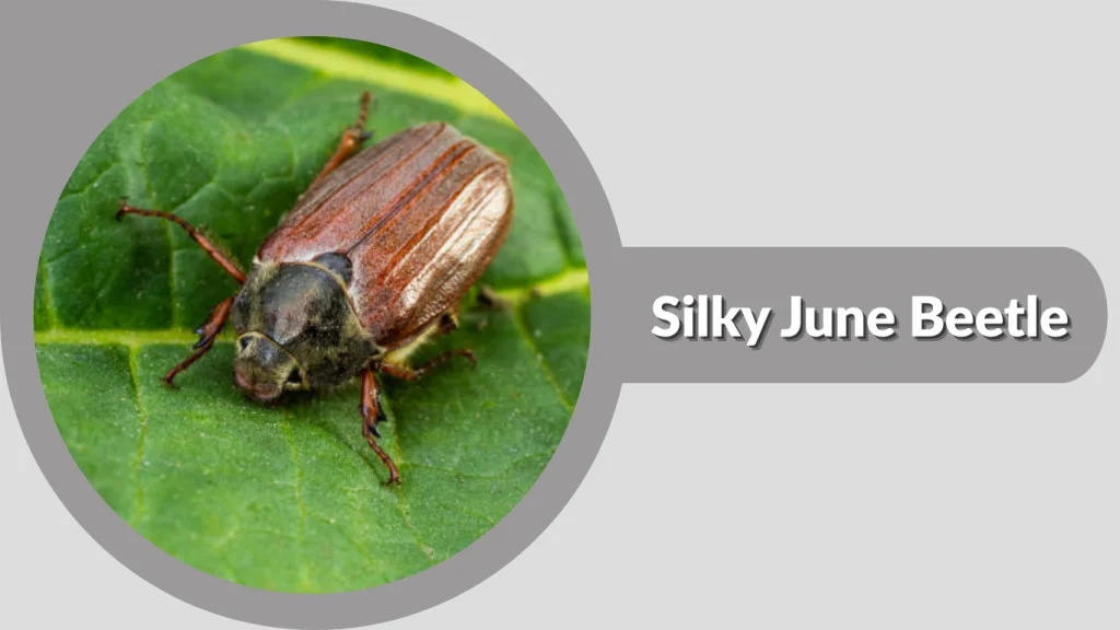 Silky June Beetle
