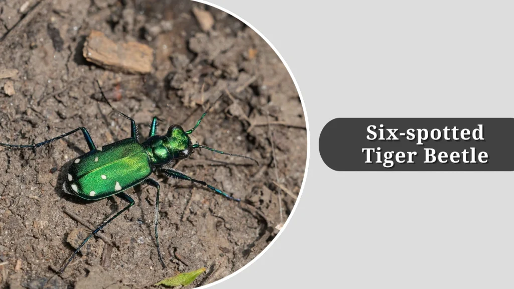 Six-spotted Tiger Beetle