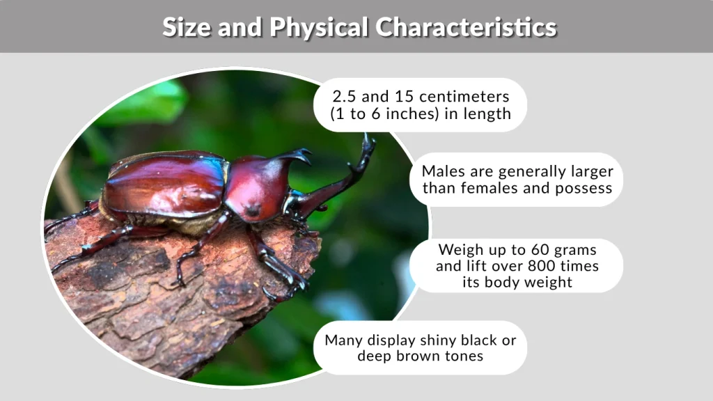 Size and Physical Characteristics