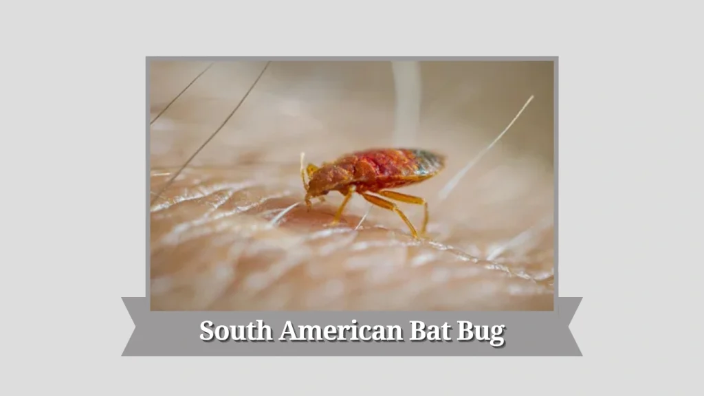 South American Bat Bug