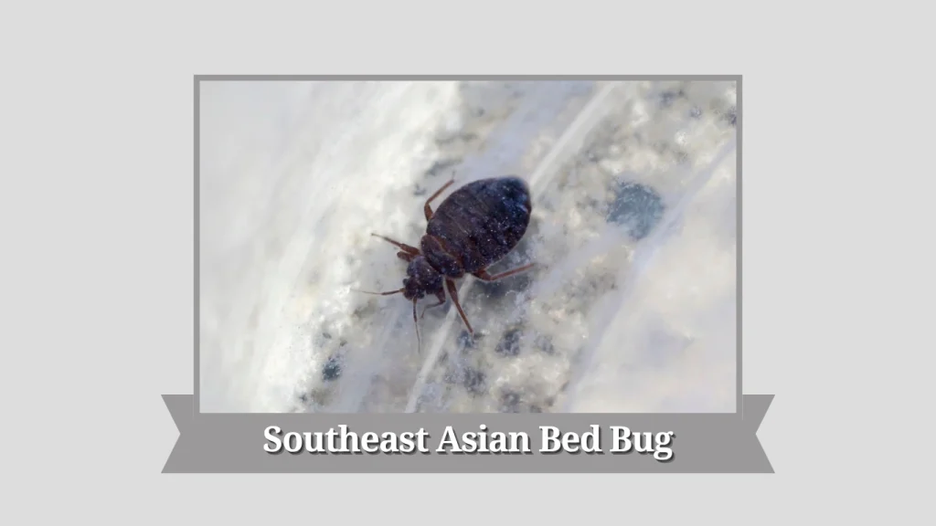 Southeast Asian Bed Bug