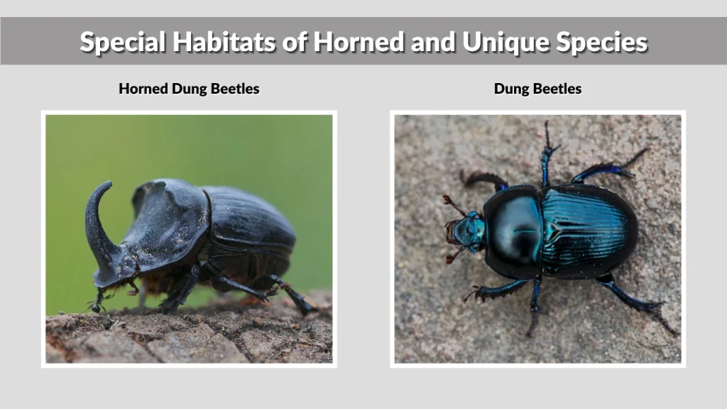 Special Habitats of Horned and Unique Species