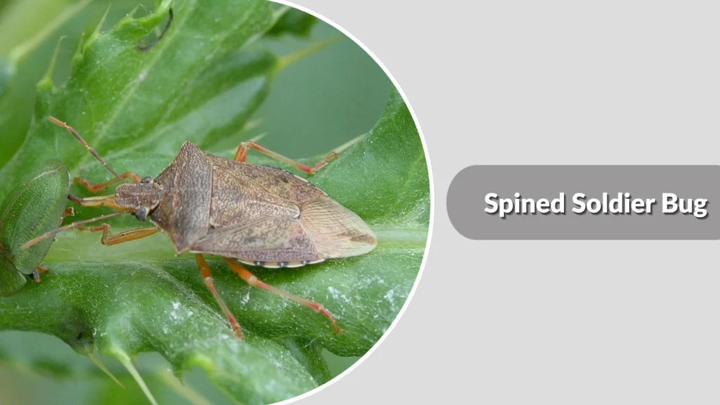 Spined Soldier Bug