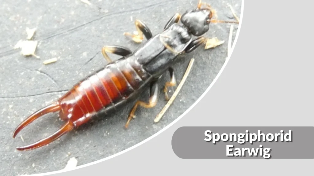 Spongiphorid Earwig