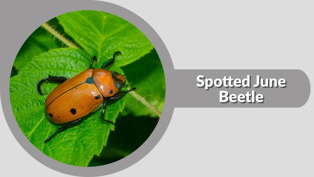 Spotted June Beetle