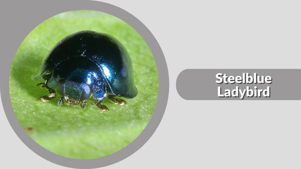 Steelblue Ladybird