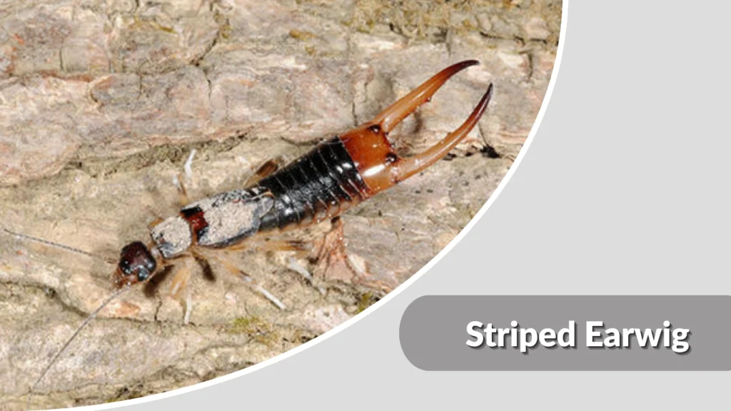 Striped Earwig