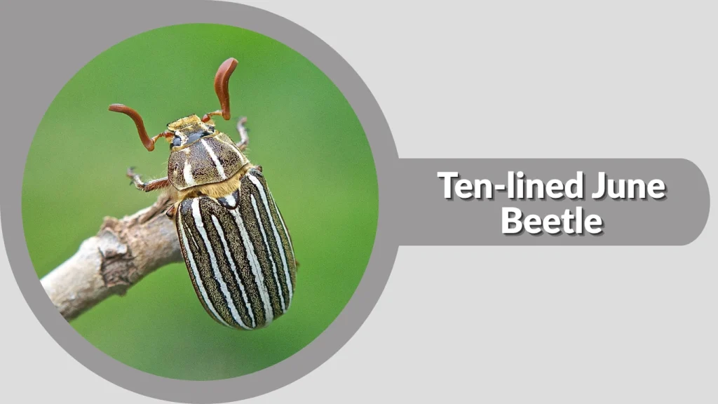 Ten-lined June Beetle
