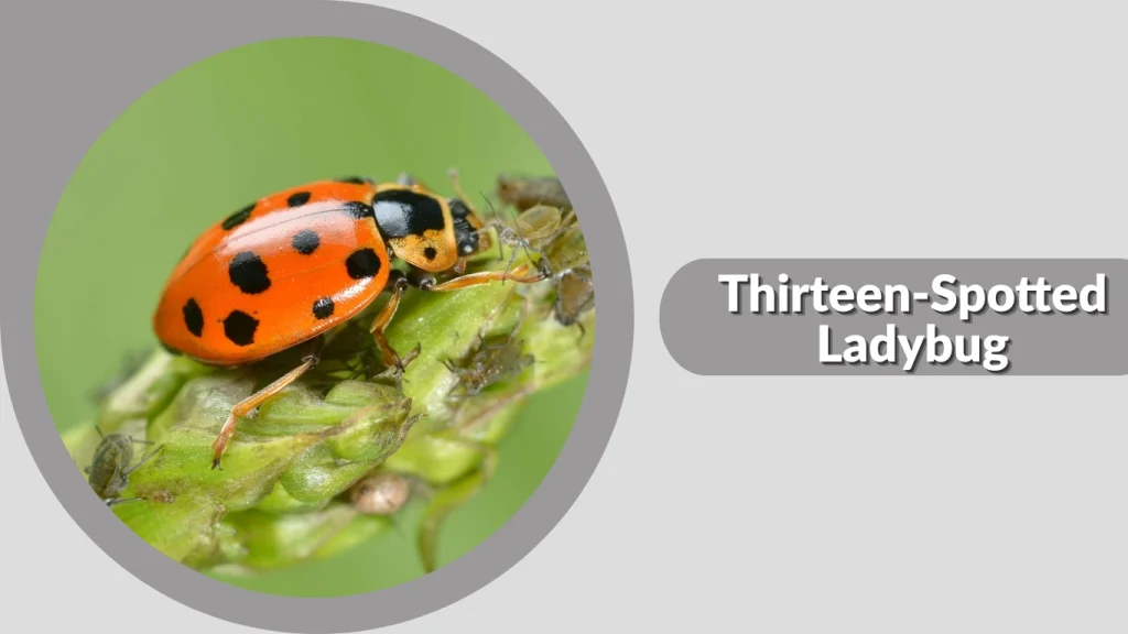 Thirteen-Spotted Ladybug
