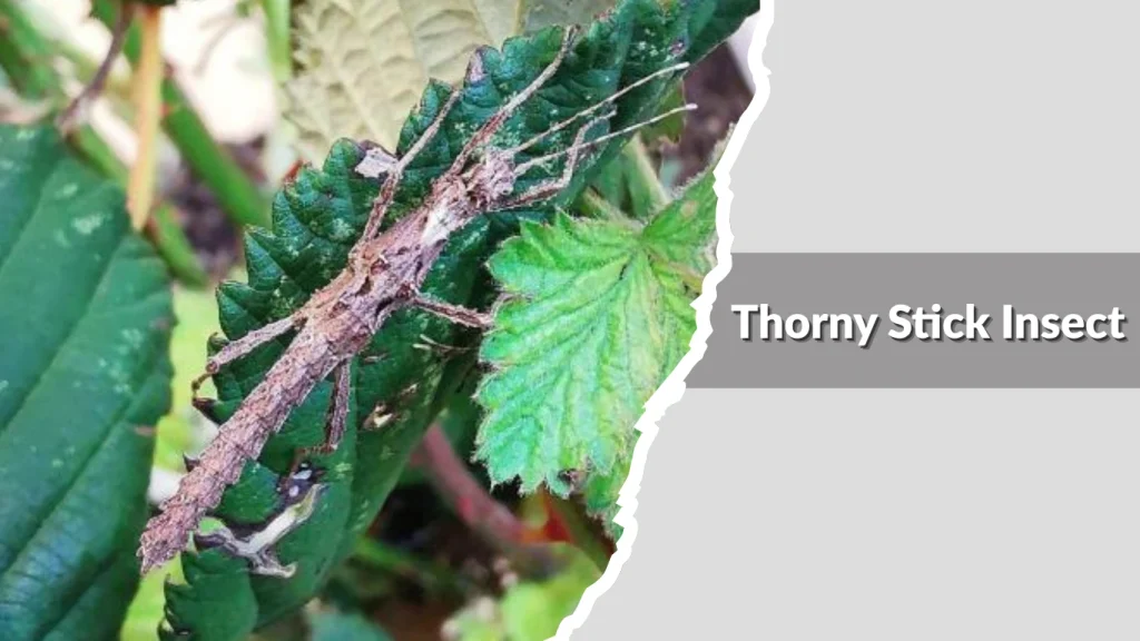 Thorny Stick Insect