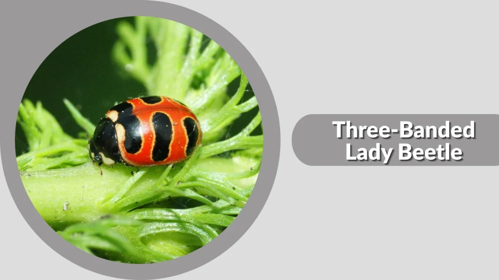 Three-Banded Lady Beetle