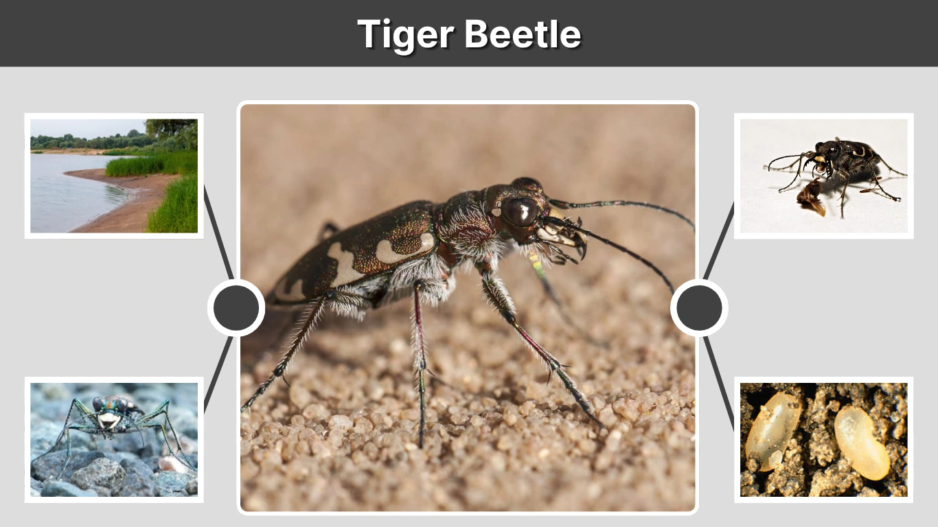 Tiger Beetle Size, Color, Habitat, Behaviors, Identification & Diet  