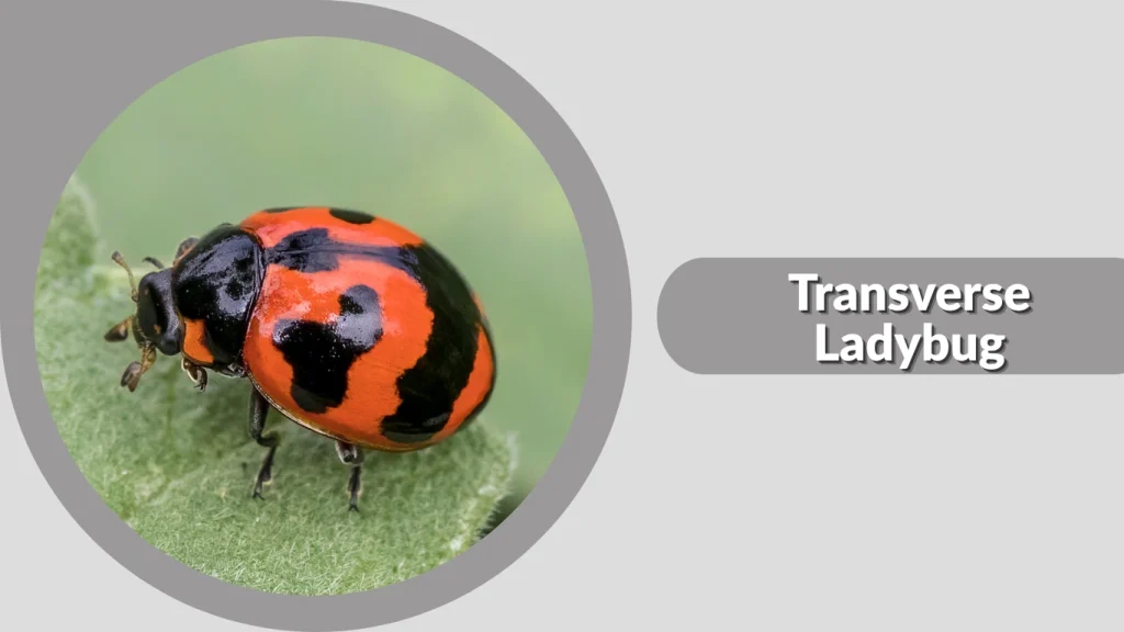 Transverse Ladybug
