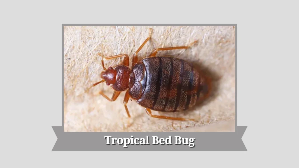 Tropical Bed Bug