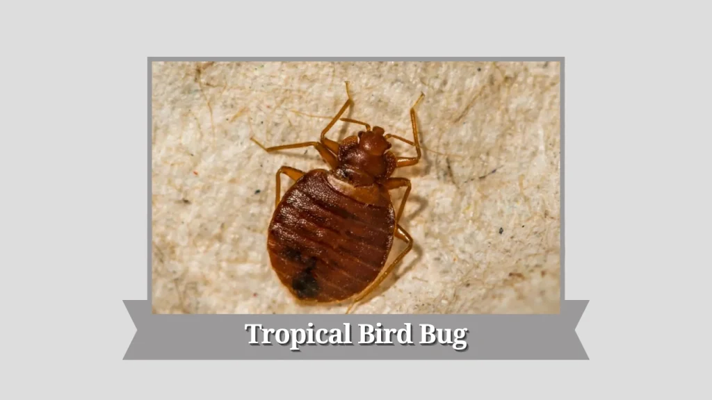 Tropical Bird Bug