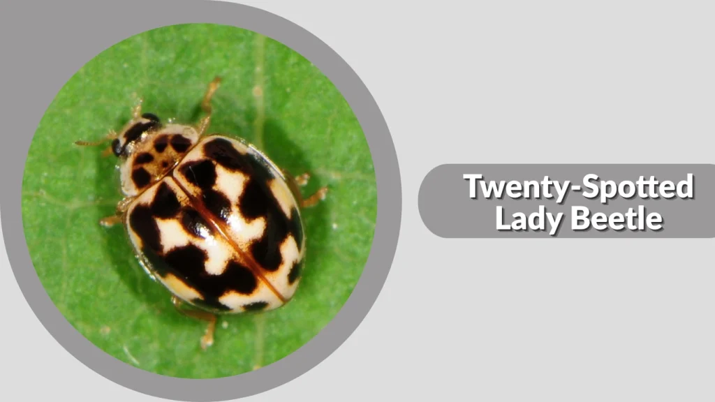 Twenty-Spotted Lady Beetle