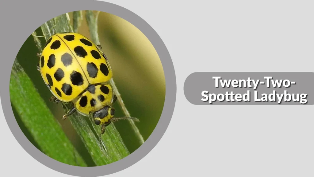 Twenty-Two-Spotted Ladybug