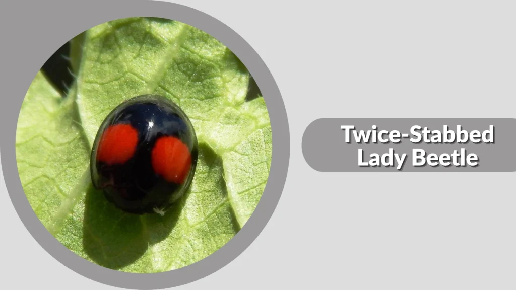 Twice-Stabbed Lady Beetle