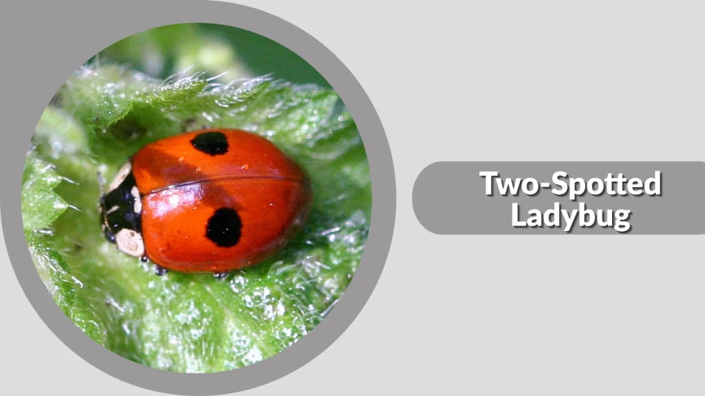 Two-Spotted Ladybug
