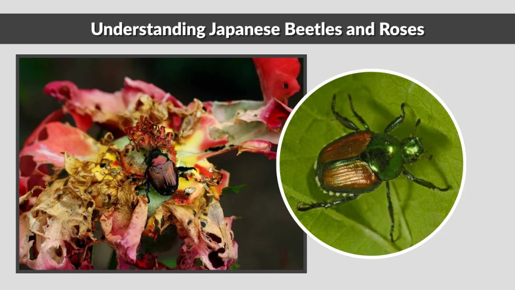 Understanding Japanese Beetles and Roses